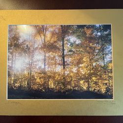 Foliage 14x11 with Gold Matt Photograph. Framingham pick up: cash only. Best offer.