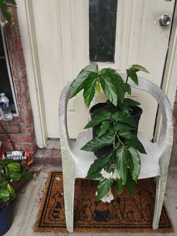 Begonia plant