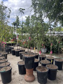 Fuji Apple Tree for Sale | Sweet & Crisp Apples