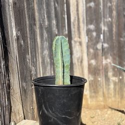 5 Gallon Peruvian Apple Cactus