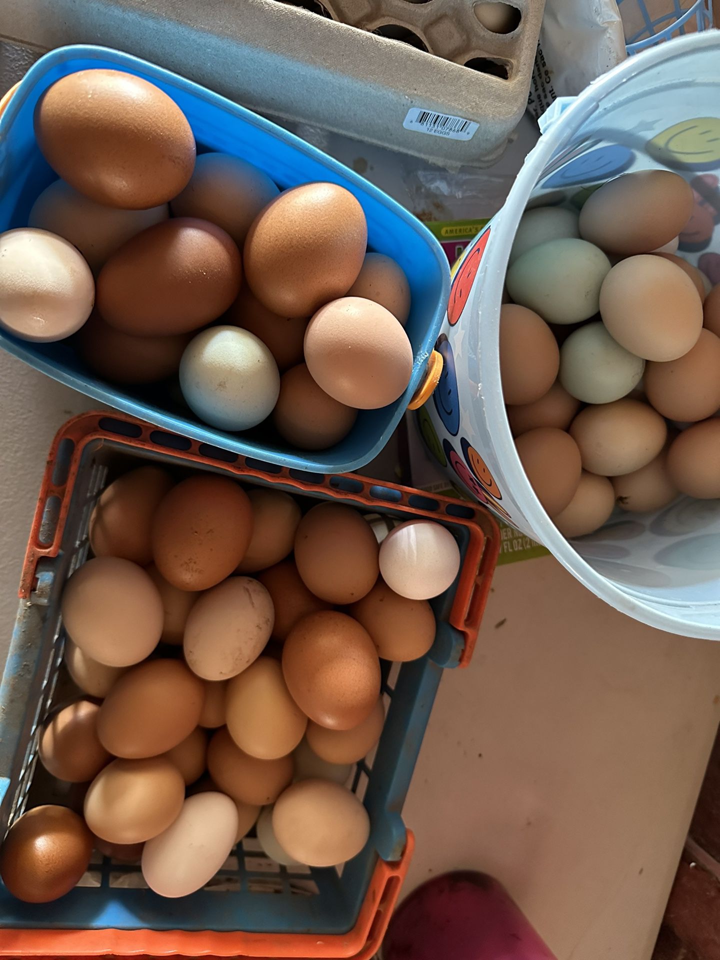 Free Range Farm Eggs
