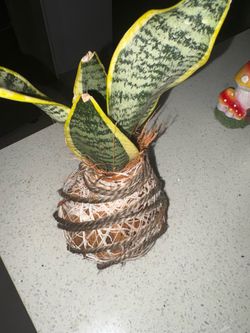 Planta mala madre kokedama