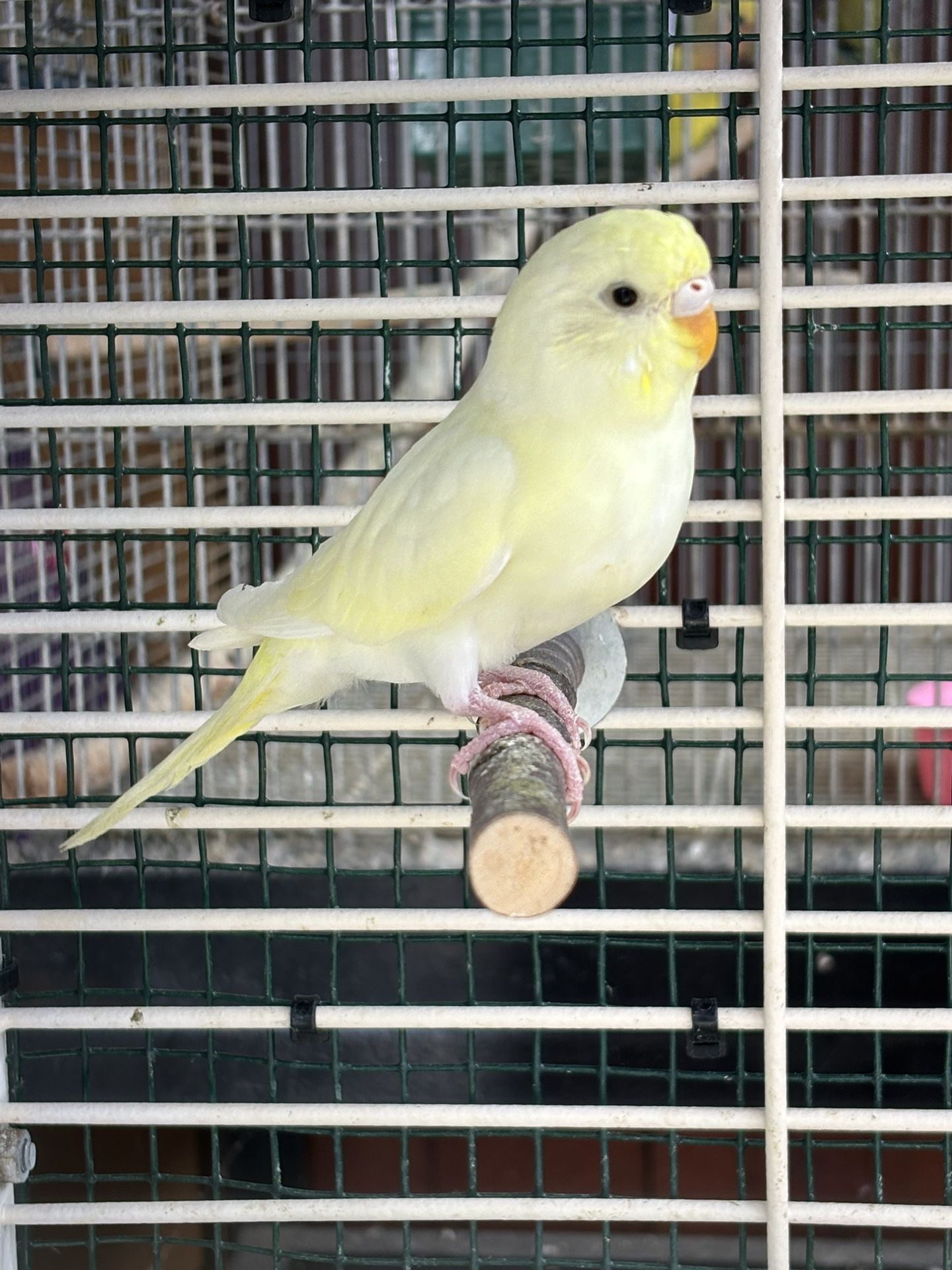 Bird Cage