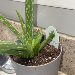 Aleo Vera Plant
