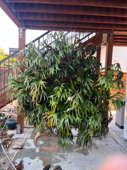 33 year-old beautiful staghorn