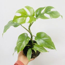 Plants (4”pot🌿Rhaphidophora Tetrasperma “mini monstera’)