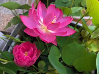 pink lotus