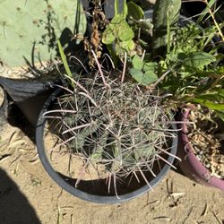 Cactus