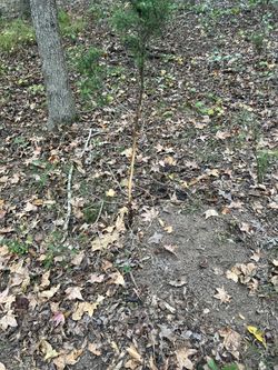 Free Dirt See Last Pic