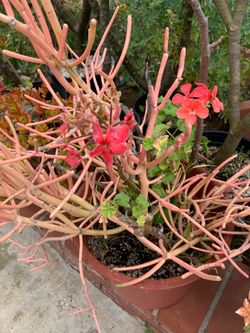 2 plants in 1 pot