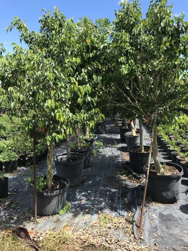 Ficus tree for Sale in Homestead, FL OfferUp