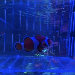 Clownfish decoration