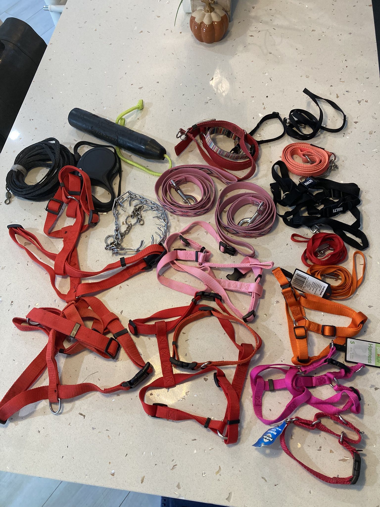 Dog Leashes and Collars Bundle