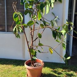 Rubber Tree