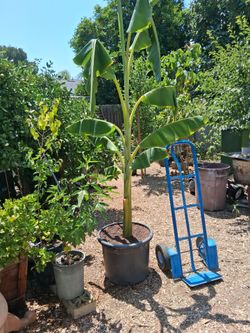 Banana plant