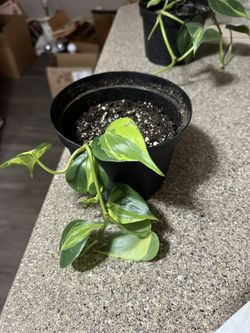 Brasil Philodendron