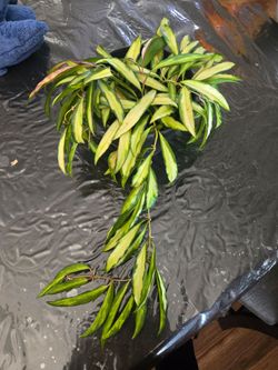 Plant Hoya