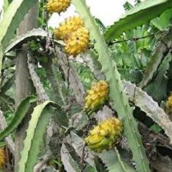 Colomban Yellow Dragon Fruit Seedling Plant