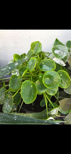 Chinese Money Plant (Pilea peperomioides)