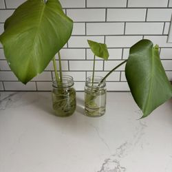 2 Water Rooted Young Monstera House Plants 12”