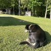 Pino