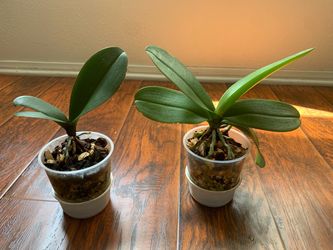 Phalaenopsis Orchid Plants – Set of 2