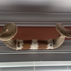 Sheep horn Antler 