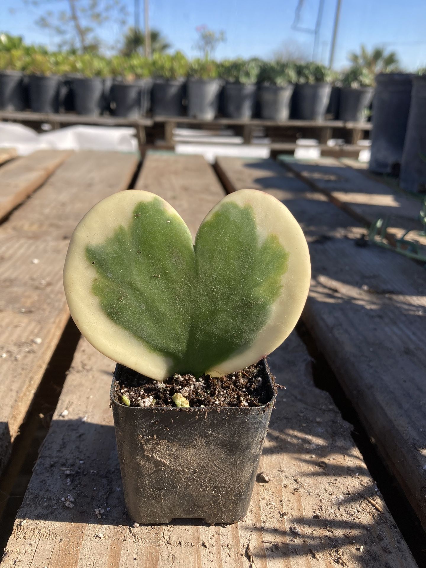 Variegated Hoya Kerri Single Heart Leaf Succulent