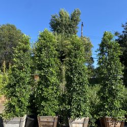 Ficus Nitida Indian Laure Privacy Hedge