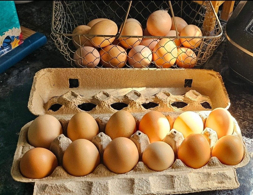 Fresh Eggs
