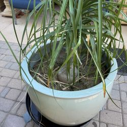 Beautiful Large Ceramic Planter With Lovely Pony Palm