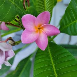 Plumeria Cutting