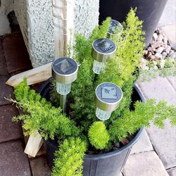 Living Plant 🌱24"H Foxtail Fern on 10"H Pot ::: Outdoor
