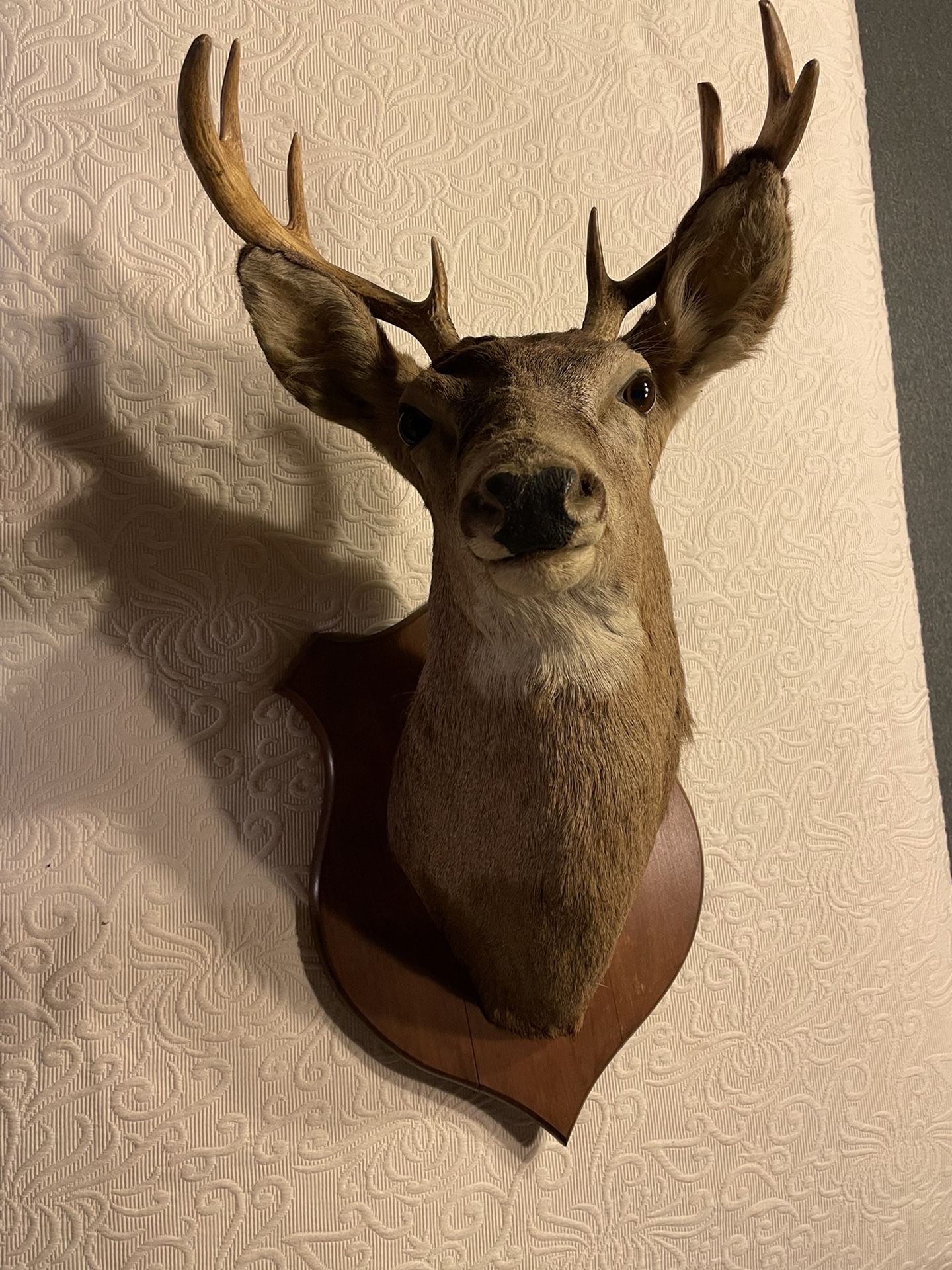 8 Point Buck Deer Head Mounted