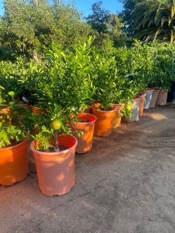 5 Gallon Size- Fruiting Age- Lemon Trees- Lime Trees- Orange Trees- Tangerine Trees
