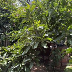 Avocado Tree 10 Feet Last One Beautiful Avocado Tree