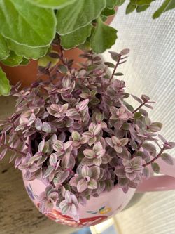 Callicia Repens pink plant