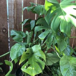 Planta Decorativa