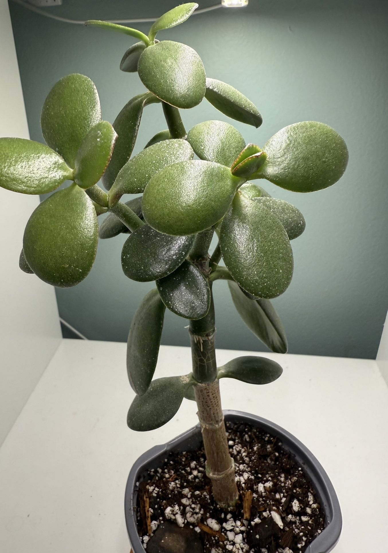Jade Plant ( Succulent)