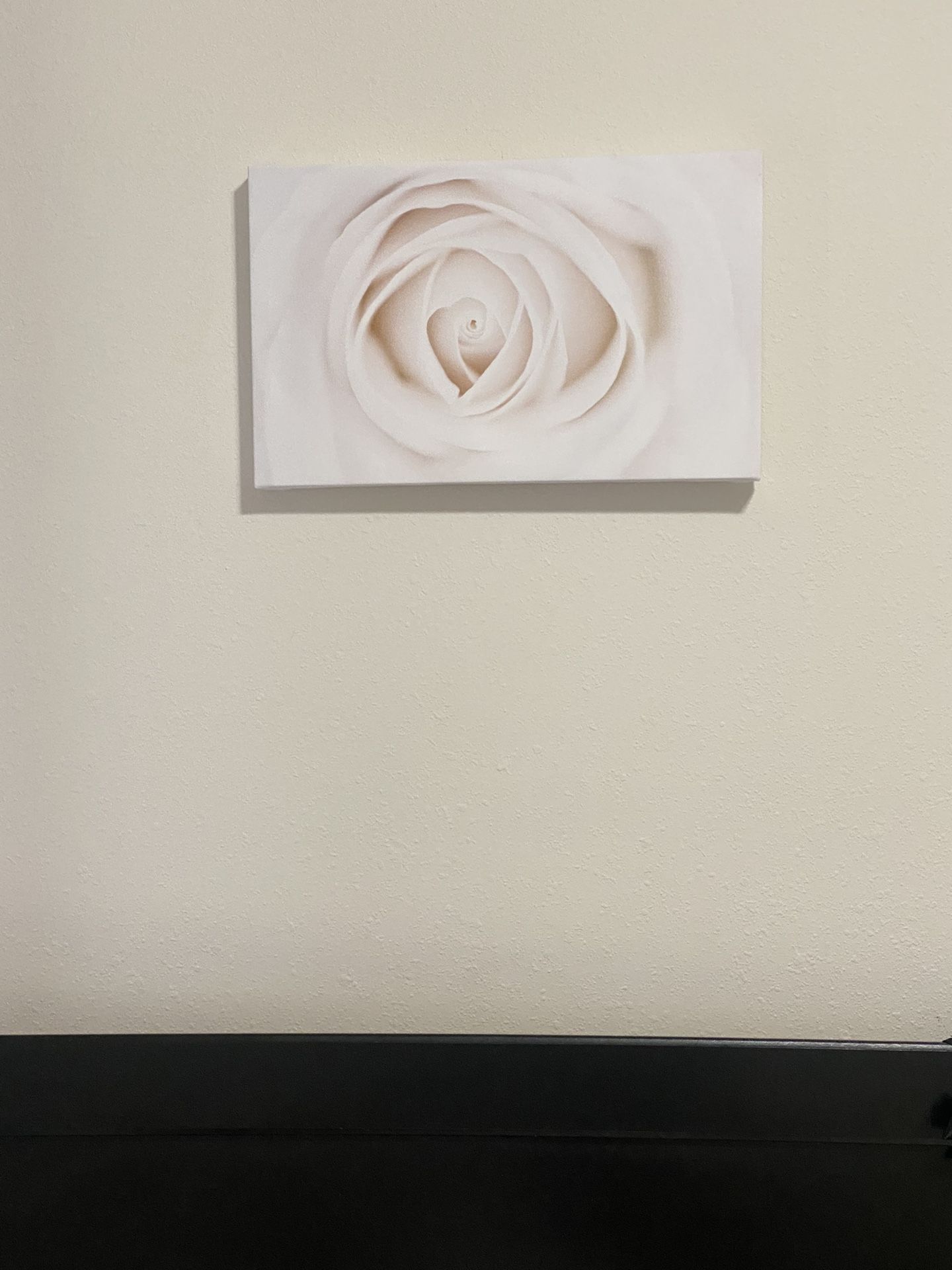 Light Pink Rose Picture