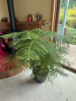 3.5 foot Norfolk Pine