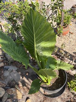 Upright Elephant Ear