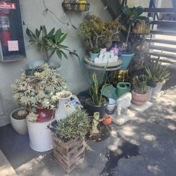 Alot Of Different Plants Different Pots And Plant Stands  For Sale $$$$$$$$$$