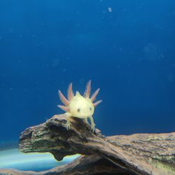 Axolotl