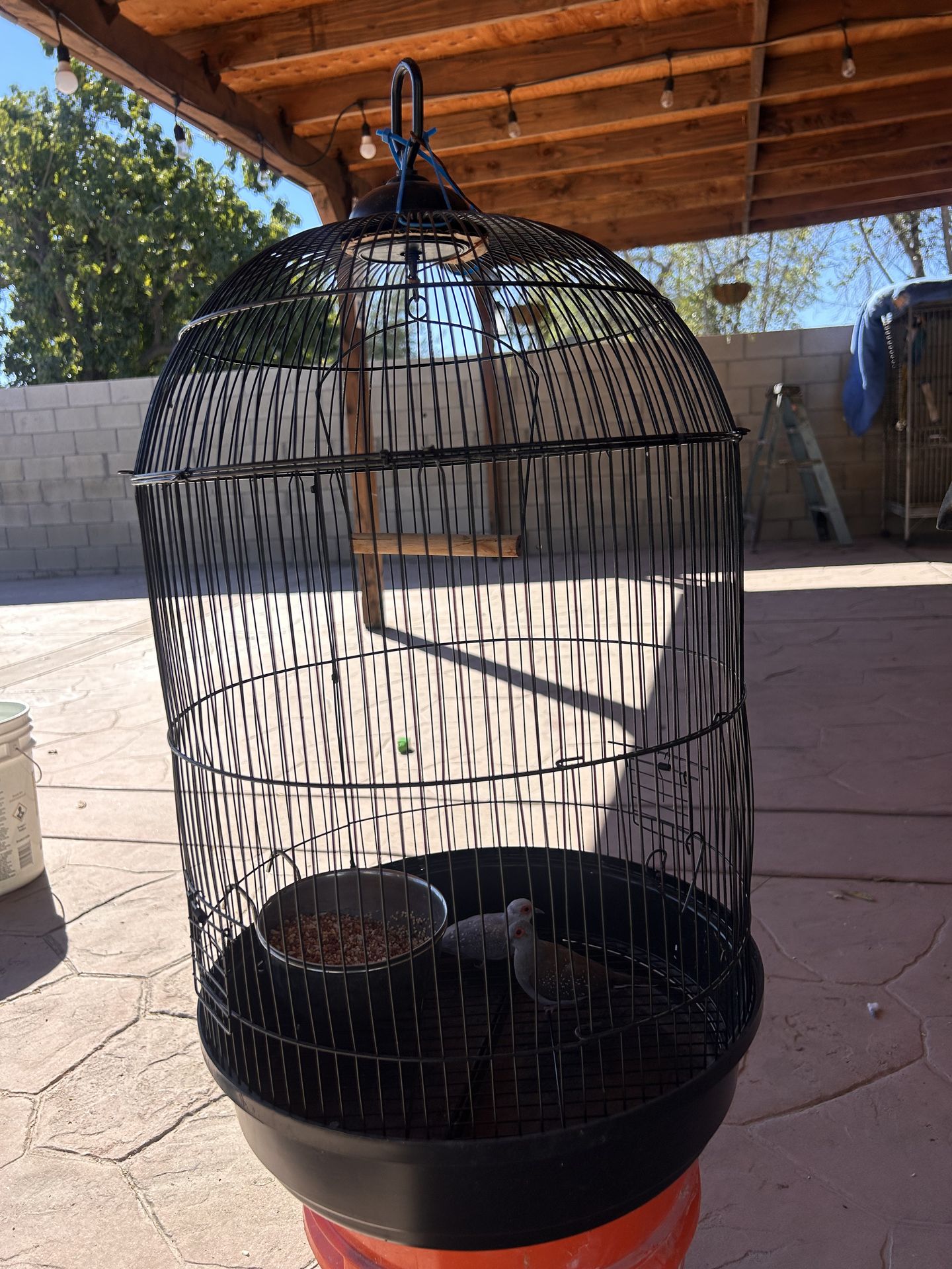Bird cage 30 dlrs
