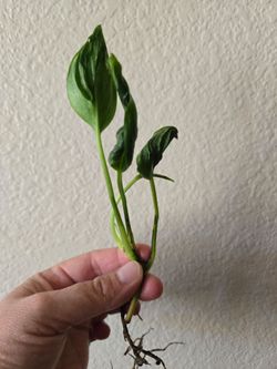 Rare shangri la pothos live plant rooted cuttings