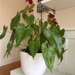 Big Interior Plant