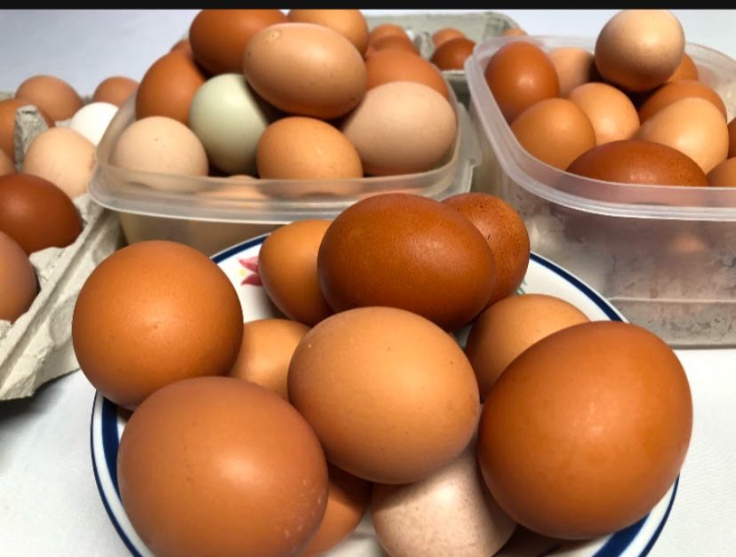 Fresh eggs $6.00 a dozen