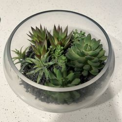 Glass Succulents 