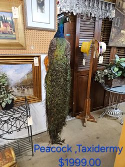 Full Body Peacock Taxidermy Mount We are located at 2811 East Bell road. Another Time Around Furniture.